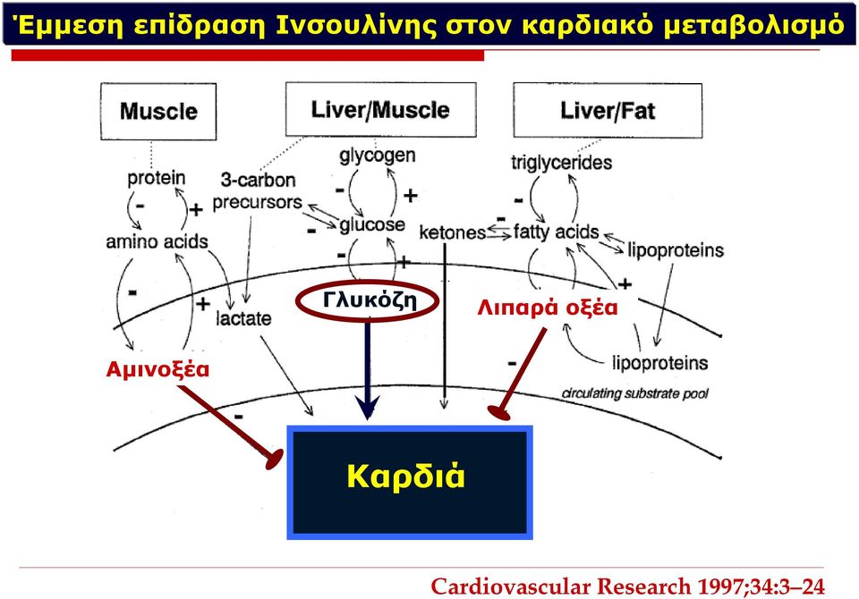 Λιπαρά οξέα Αμινοξέα Καρδιά