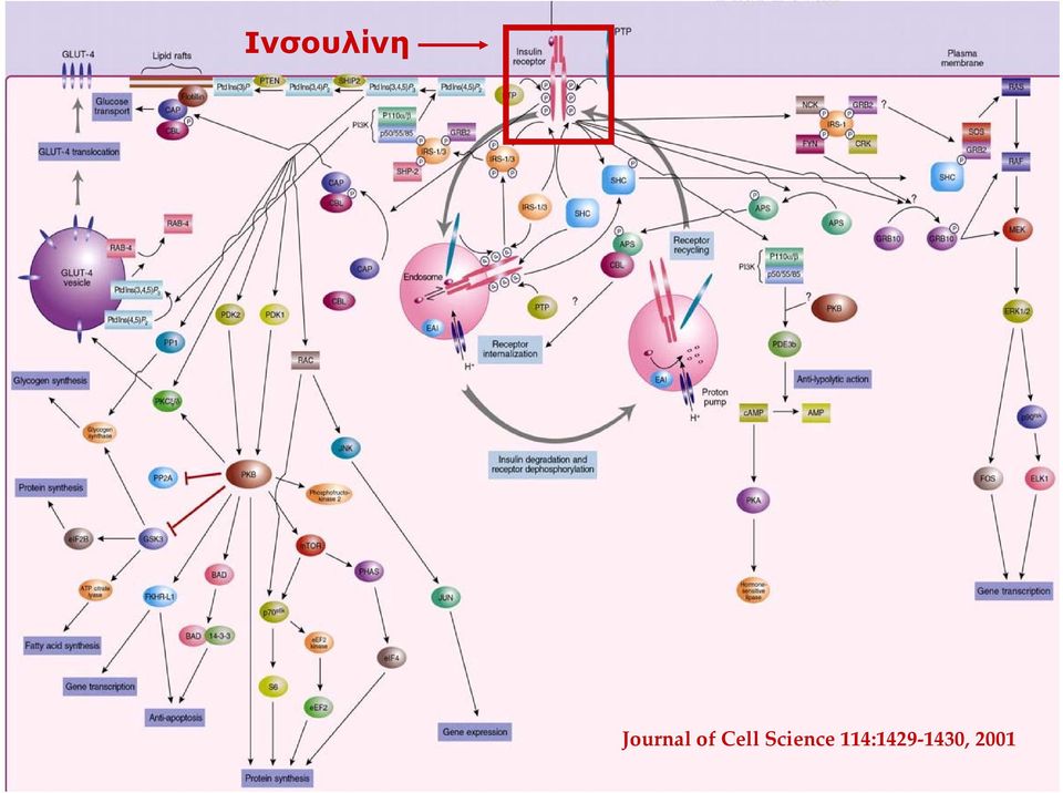 Cell Science