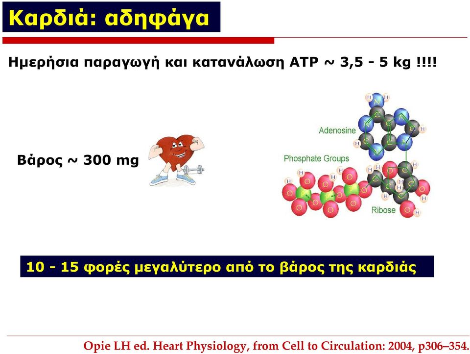 !!! Βάρος ~ 300 mg 10-15 φορές μεγαλύτερο από το