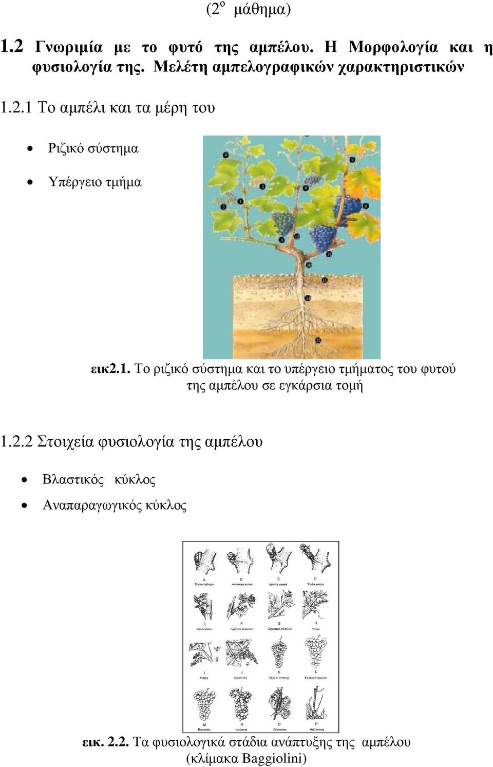 2.1 Το αµπέλι και τα µέρη του Ριζικό σύστηµα Υπέργειο τµήµα εικ2.1. Το ριζικό σύστηµα και το υπέργειο τµήµατος του φυτού της αµπέλου σε εγκάρσια τοµή 1.