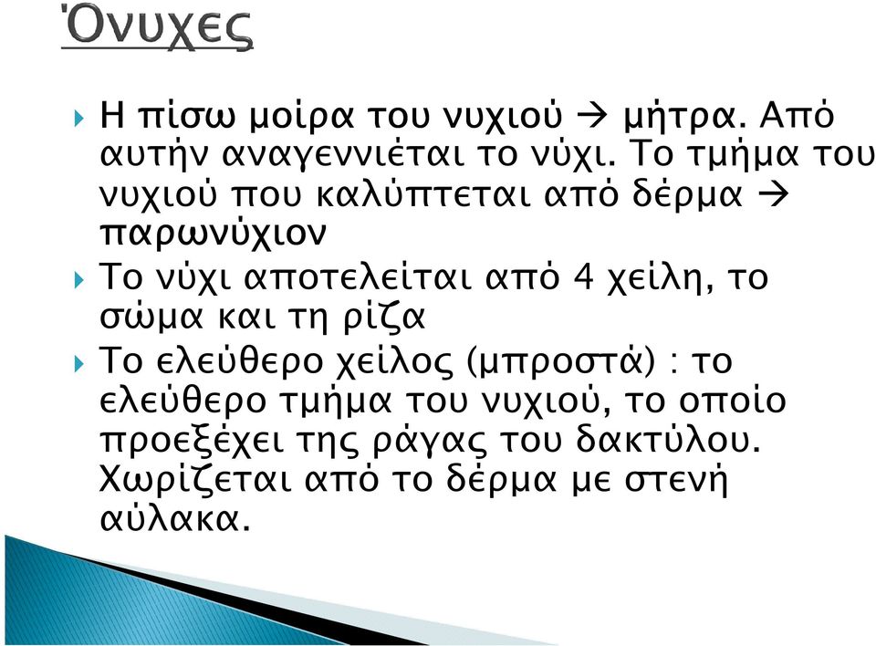 από 4 χείλη, το σώµα και τη ρίζα Το ελεύθερο χείλο (µπροστά) : το ελεύθερο