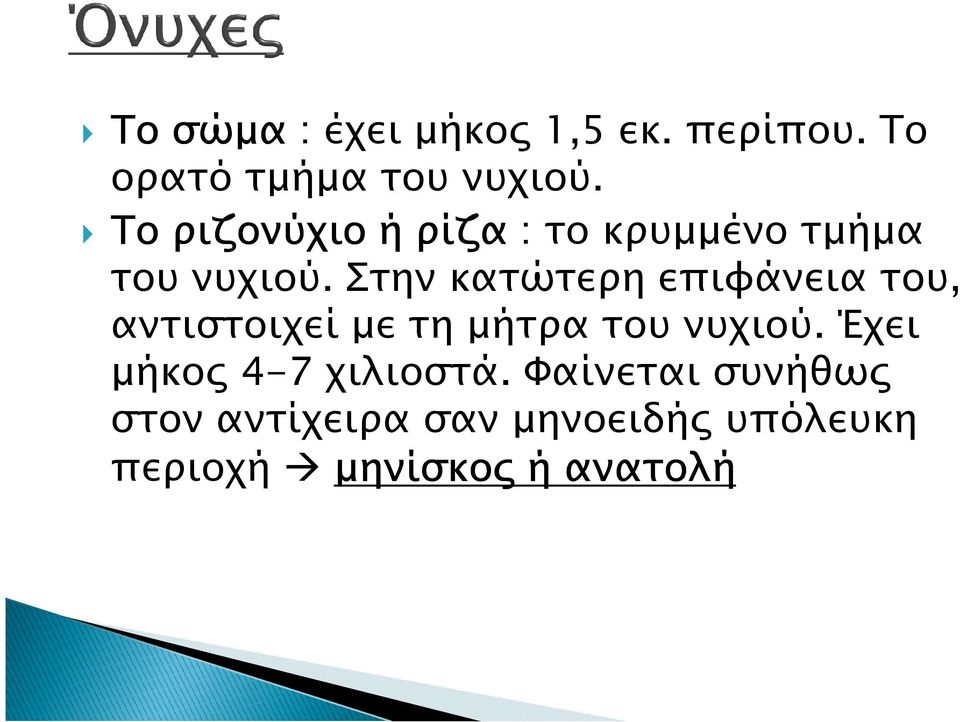 Στην κατώτερη επιφάνεια του, αντιστοιχεί µε τη µήτρα του νυχιού.