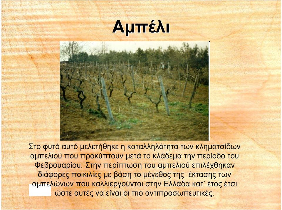 Στην περίπτωση του αμπελιού επιλέχθηκαν διάφορες ποικιλίες με βάση το μέγεθος της