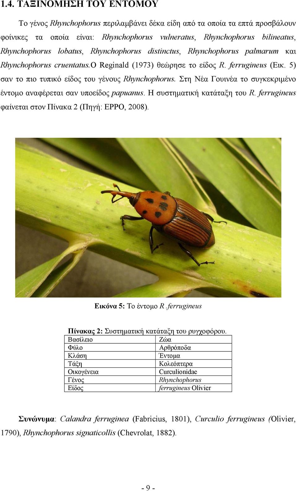 Στη Νέα Γουινέα το συγκεκριμένο έντομο αναφέρεται σαν υποείδος papuanus. Η συστηματική κατάταξη του R. ferrugineus φαίνεται στον Πίνακα 2 (Πηγή: EPPO, 2008). Εικόνα 5: Το έντομο R.