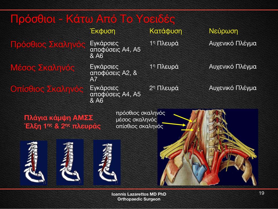 Α2, & Α7 Σκαληνός Εγκάρσιες αποφύσεις Α4, Α5 & Α6 2η Πλευρά Αυχενικό Πλέγμα Πρόσθιος