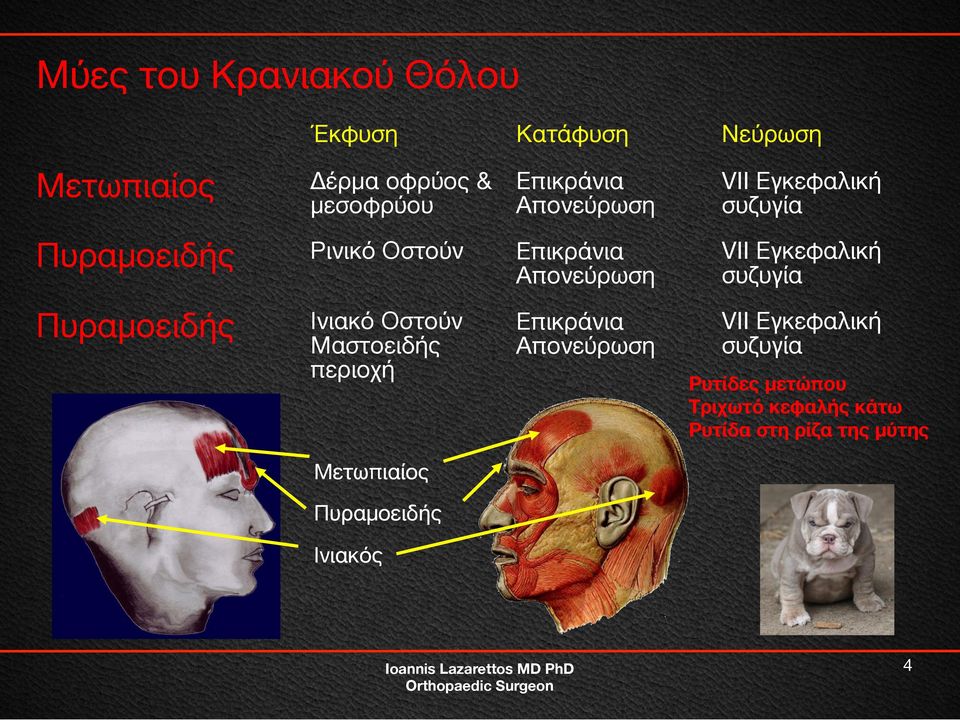 συζυγία Πυραμοειδής Ινιακό Οστούν Μαστοειδής περιοχή Επικράνια Απονεύρωση VII Εγκεφαλική