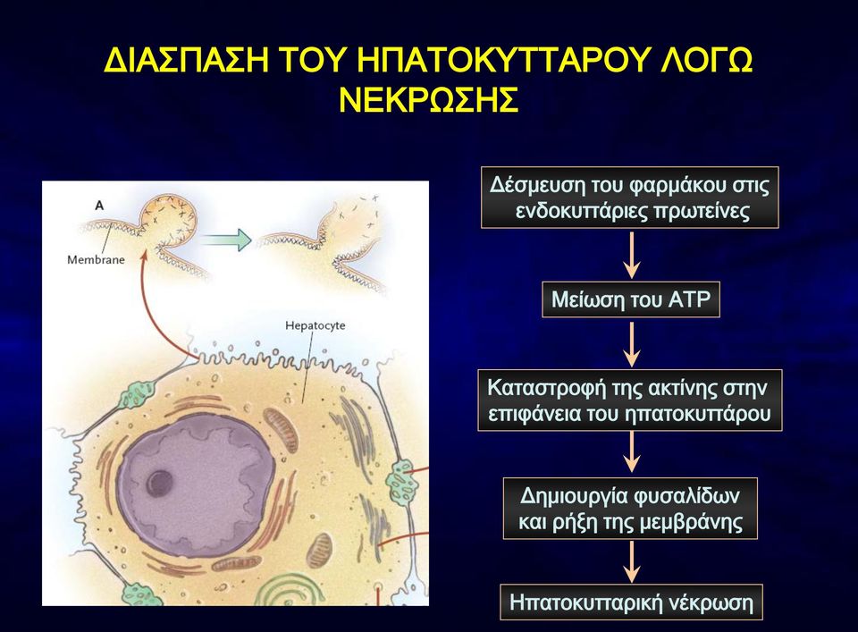 Καταστροφή της ακτίνης στην επιφάνεια του ηπατοκυττάρου