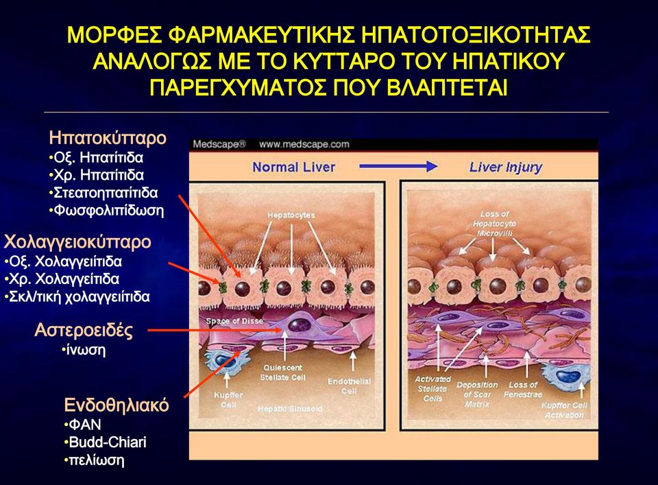 Ηπατίτιδα Στεατοηπατίτιδα Φωσφολιπίδωση Χολαγγειοκύτταρο Οξ.