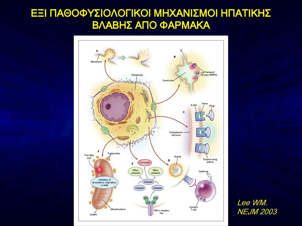 ΜΗΧΑΝΙΣΜΟΙ ΗΠΑΤΙΚΗΣ