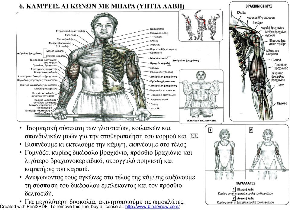 Γυμνάζει κυρίως δικέφαλο βραχιόνιο, πρόσθιο βραχιόνιο και λιγότερο βραχιονοκερκιδικό, στρογγυλό πρηνιστή και καμπτήρες του