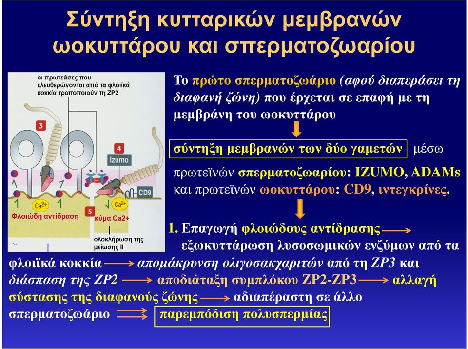 ιντεγκρίνες. 1.