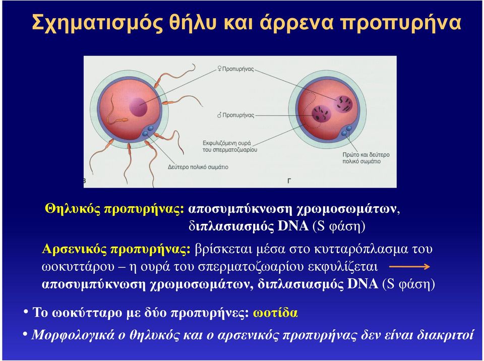 η ουρά του σπερµατοζωαρίου εκφυλίζεται αποσυµπύκνωση χρωµοσωµάτων, διπλασιασµός DNA (S φάση) Το
