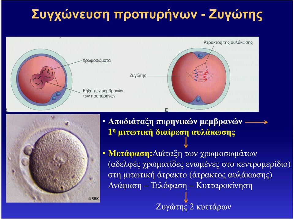 (αδελφές χρωµατίδες ενωµένες στο κεντροµερίδιο) στη µιτωτική