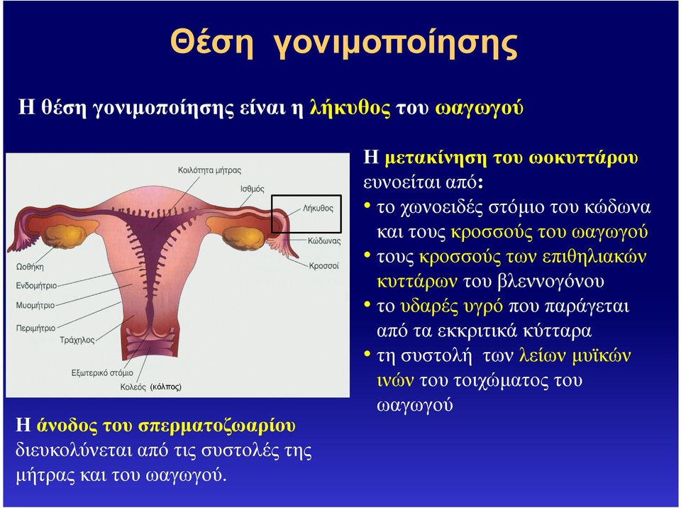 Η µετακίνηση του ωοκυττάρου ευνοείται από: το χωνοειδές στόµιο του κώδωνα και τους κροσσούς του ωαγωγού
