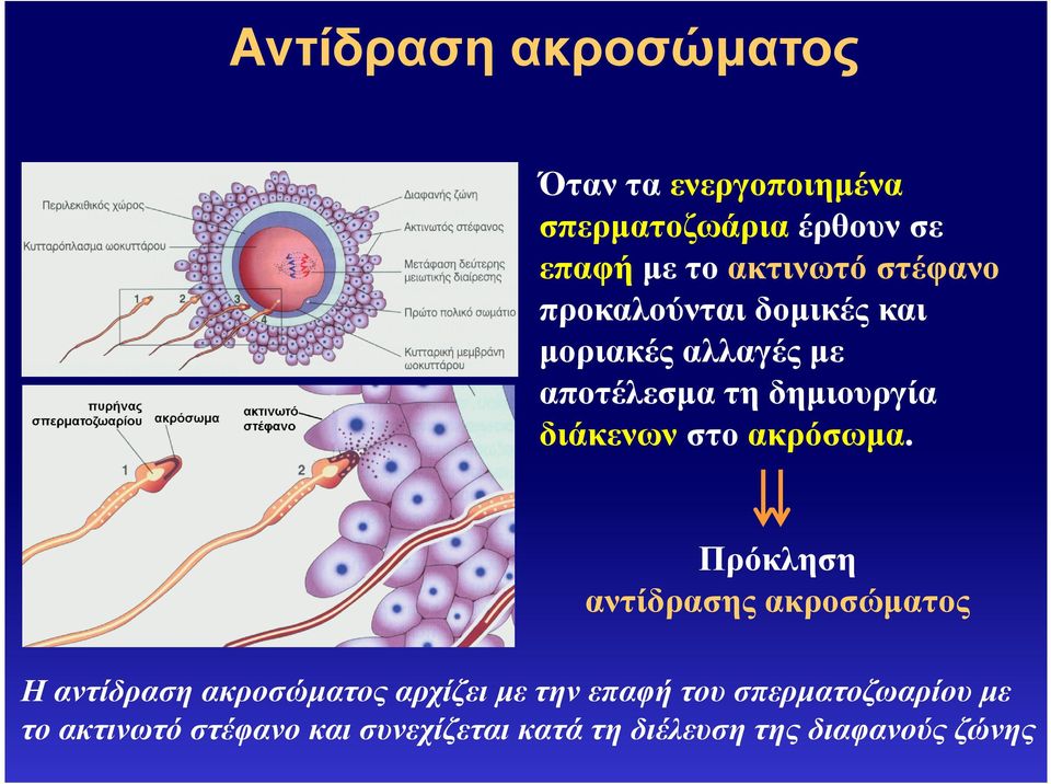 ακρόσωµα.