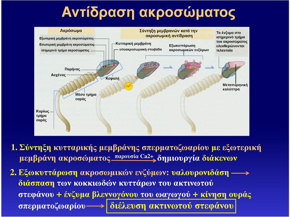 δηµιουργία διάκενων 2.