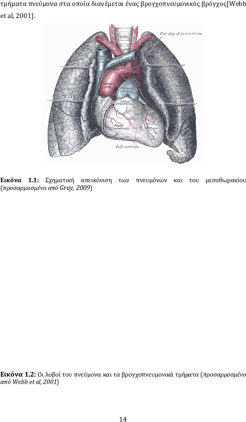 1: Σχηματική απεικόνιση των πνευμόνων και του μεσοθωρακίου
