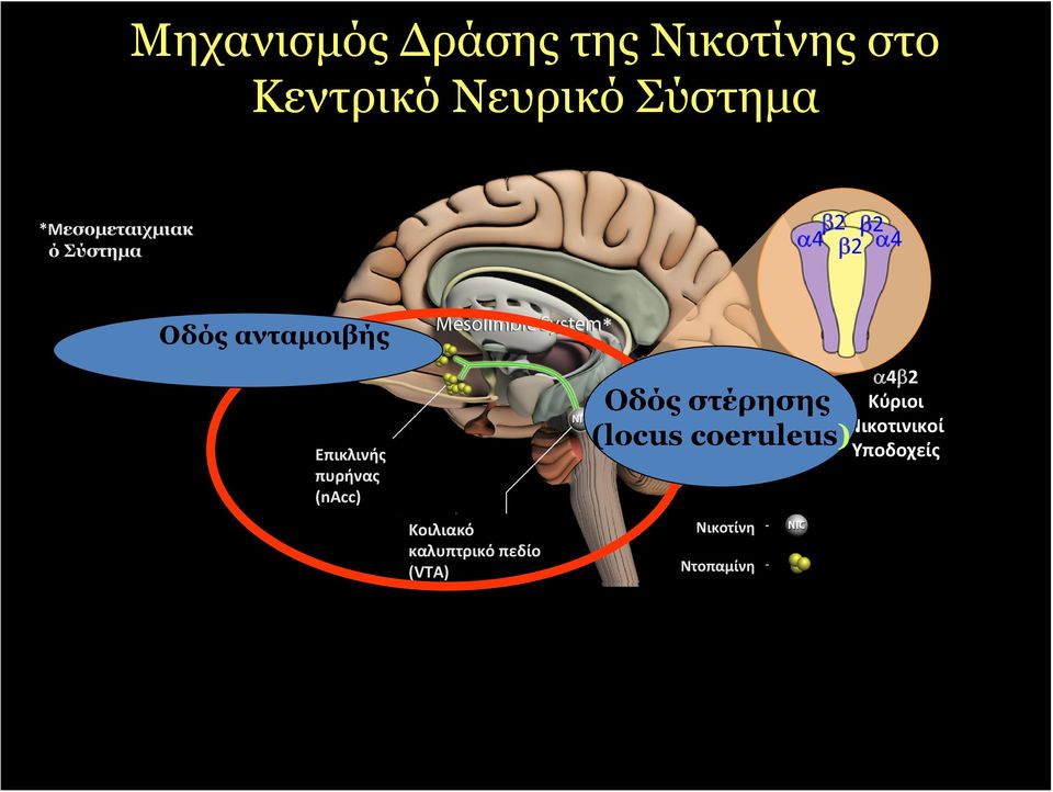 Επικλινής πυρήνας (nacc) Κοιλιακό καλυπτρικό πεδίο (VTA) * Οδός