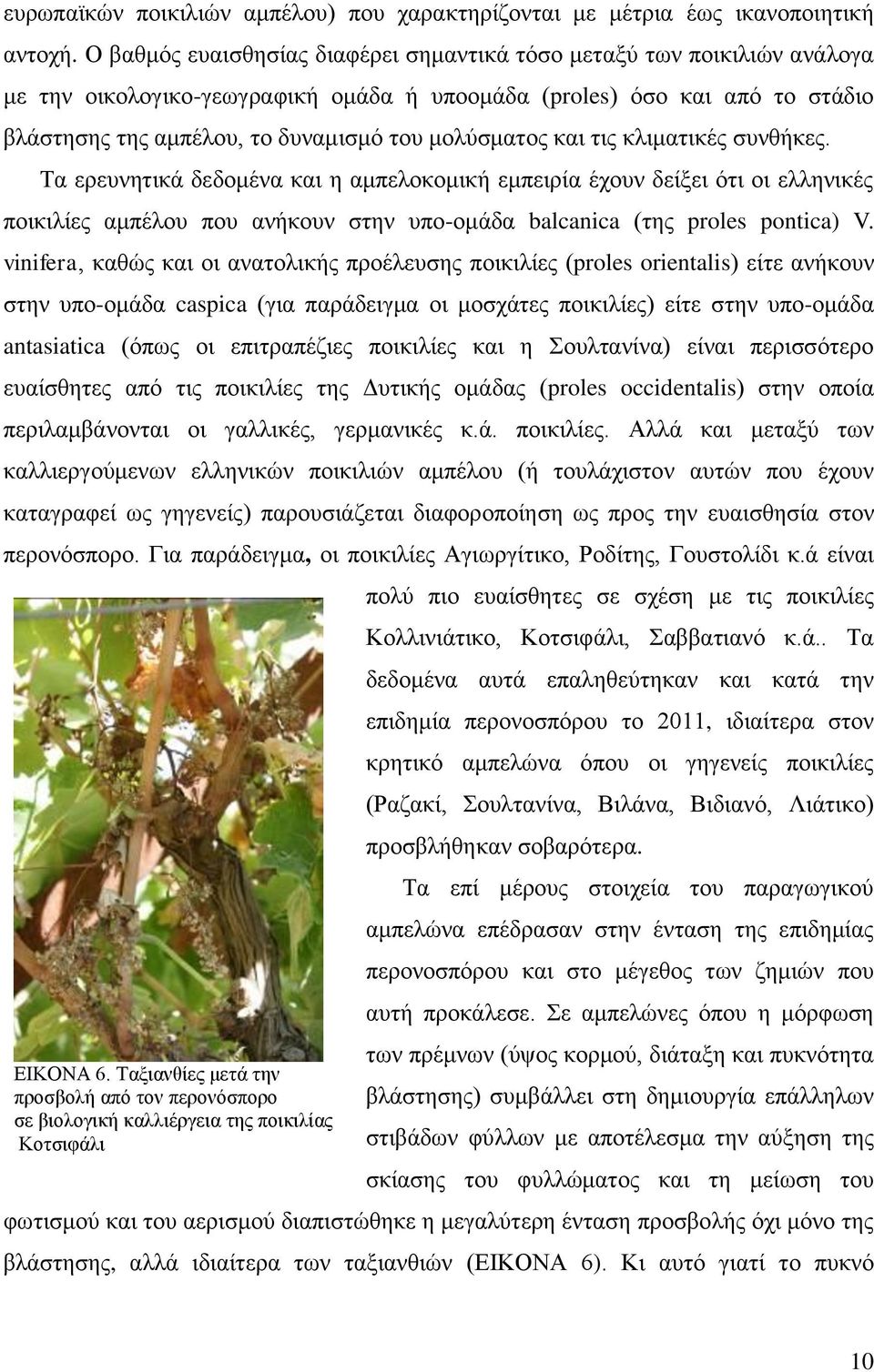 μολύσματος και τις κλιματικές συνθήκες. Τα ερευνητικά δεδομένα και η αμπελοκομική εμπειρία έχουν δείξει ότι οι ελληνικές ποικιλίες αμπέλου που ανήκουν στην υπο-ομάδα balcanica (της proles pontica) V.