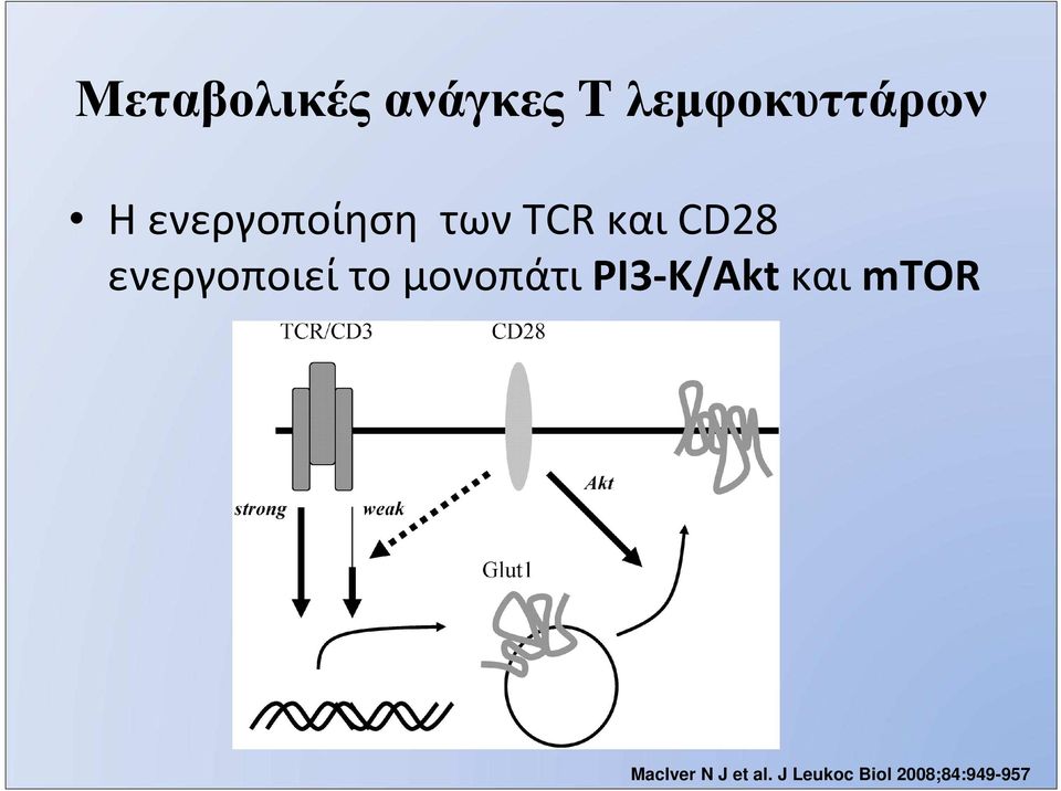 PI3-K/Akt και mtor MacIver N J