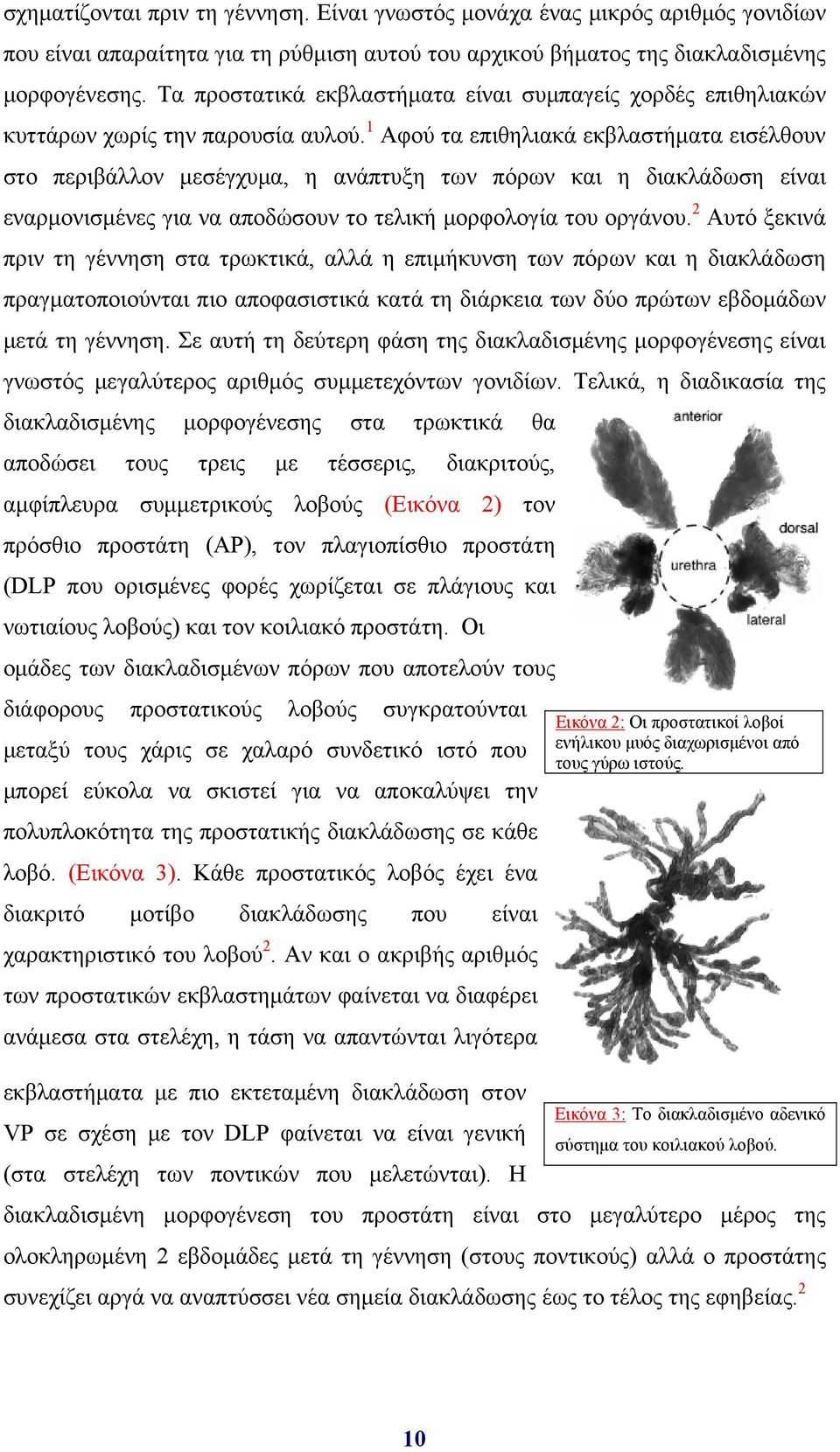 1 Αφού τα επιθηλιακά εκβλαστήματα εισέλθουν στο περιβάλλον μεσέγχυμα, η ανάπτυξη των πόρων και η διακλάδωση είναι εναρμονισμένες για να αποδώσουν το τελική μορφολογία του οργάνου.