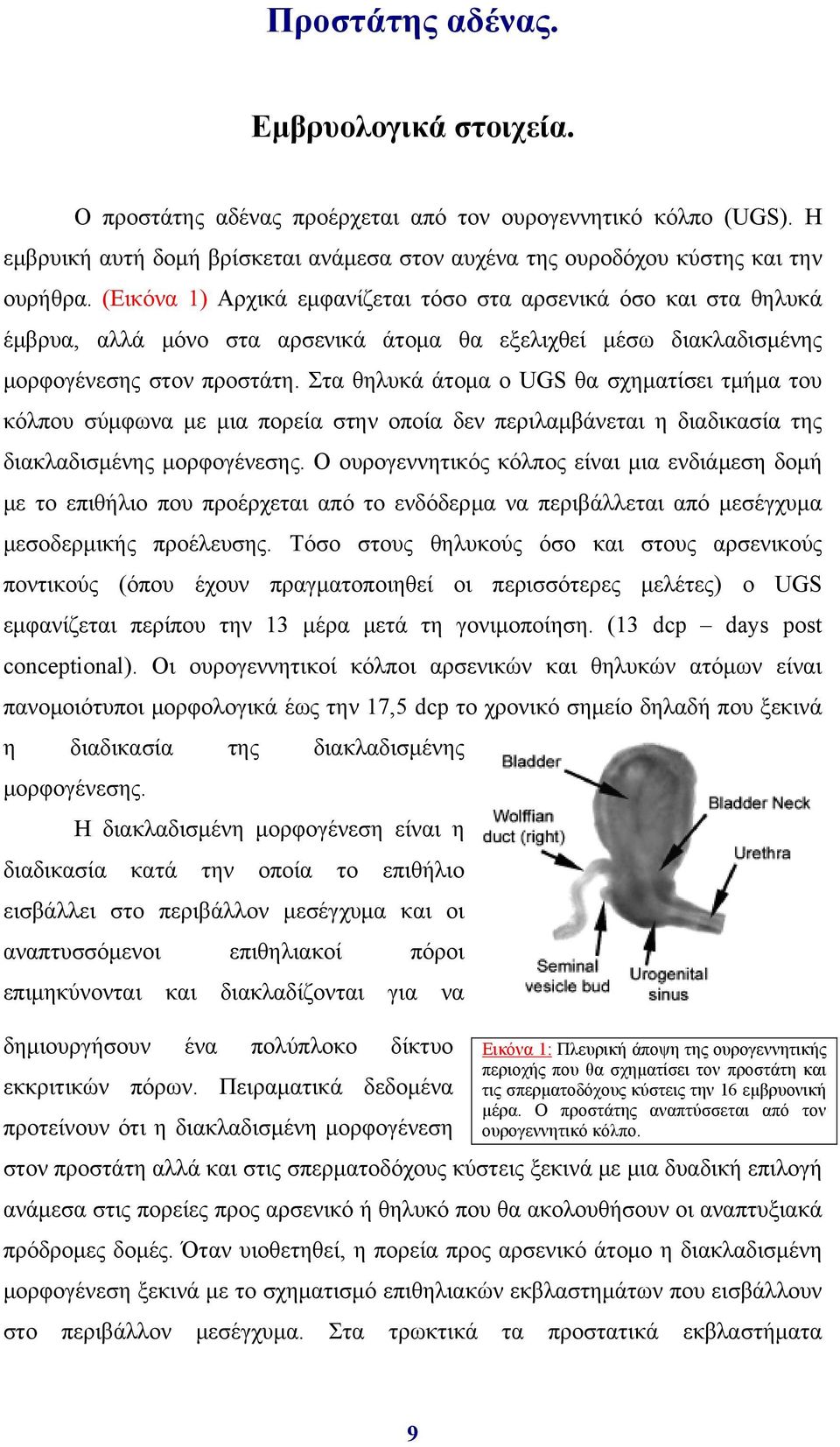 Στα θηλυκά άτομα ο UGS θα σχηματίσει τμήμα του κόλπου σύμφωνα με μια πορεία στην οποία δεν περιλαμβάνεται η διαδικασία της διακλαδισμένης μορφογένεσης.