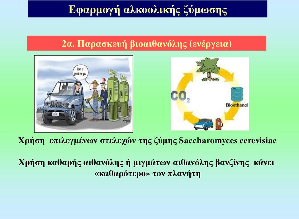 στελεχών της ζύμης Saccharomyces cerevisiae Χρήση