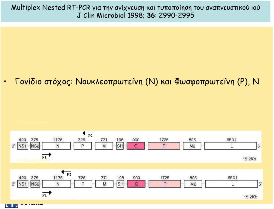 1998; 36: 2990-2995 Γονίδιο στόχος: Nουκλεοπρωτεΐνη