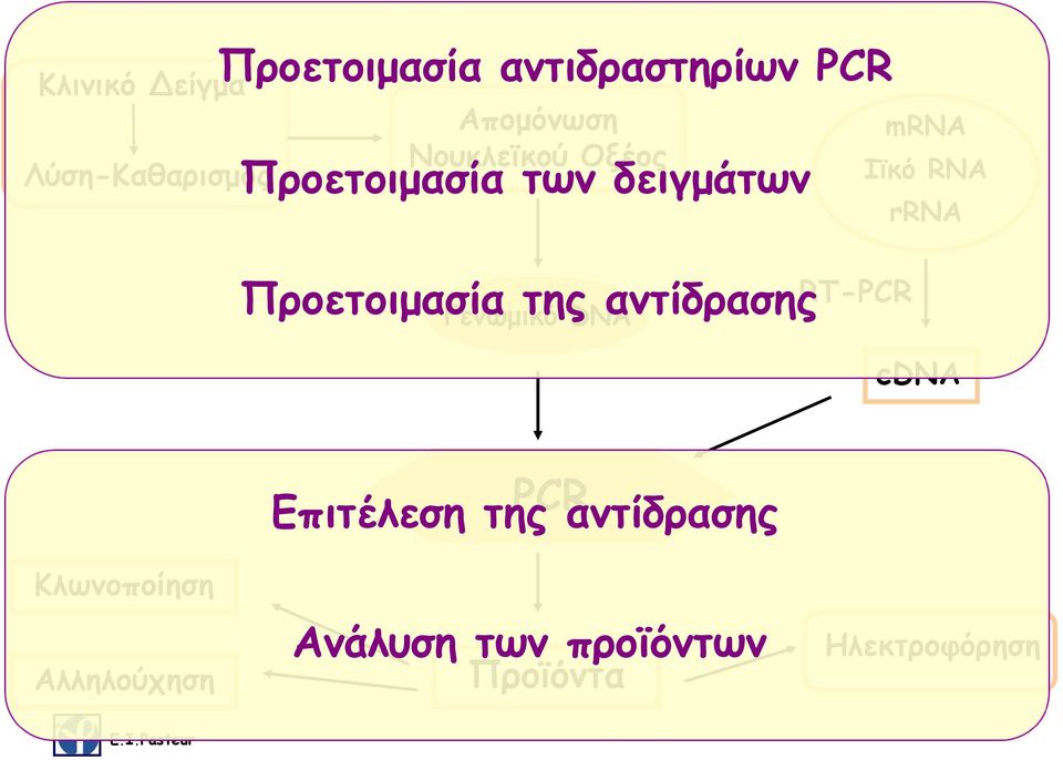 Γενωμικό DNA RT-PCR mrna Ιϊκό RNA rrna cdna Επιτέλεση της PCR