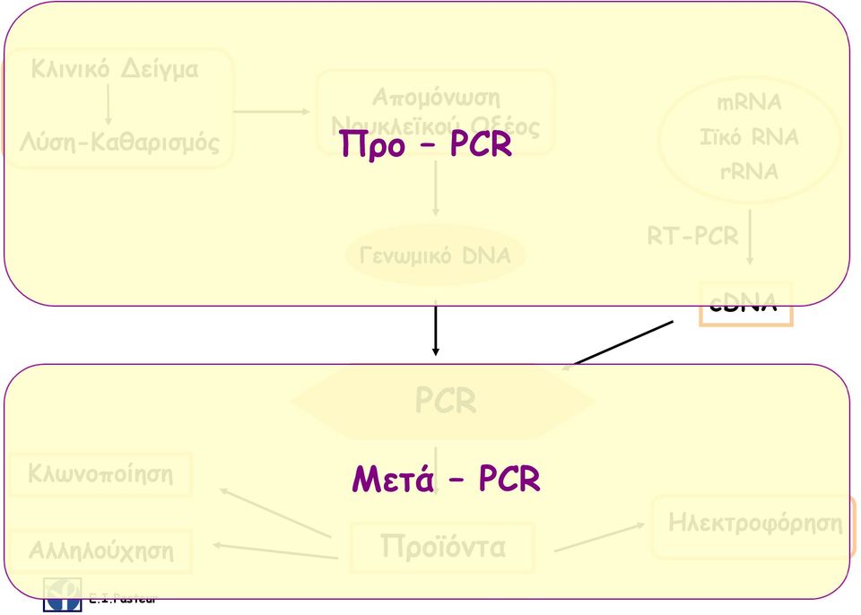 rrna Γενωμικό DNA RT-PCR cdna Κλωνοποίηση