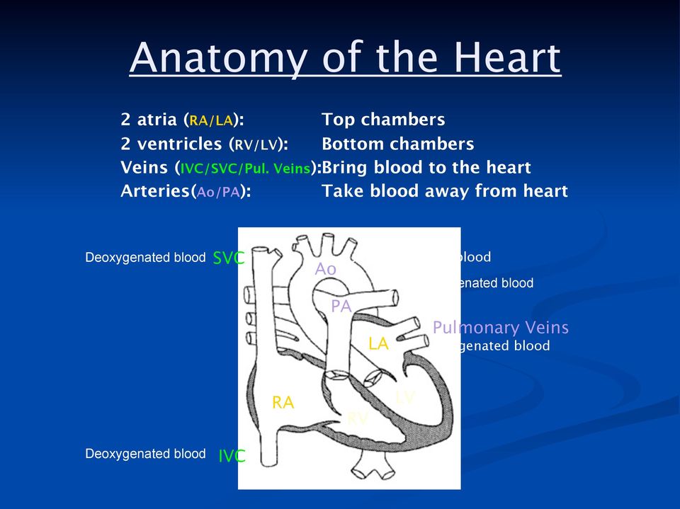 Veins):Bring blood to the heart Arteries(Ao/PA): Take blood away from heart