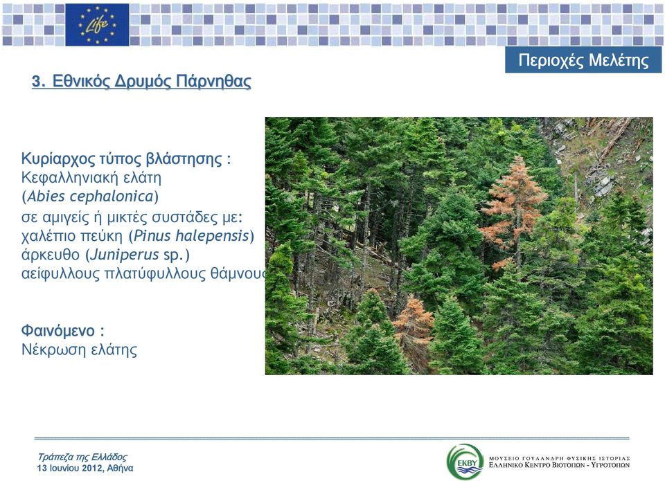 μικτές συστάδες με: χαλέπιο πεύκη (Pinus halepensis) άρκευθο