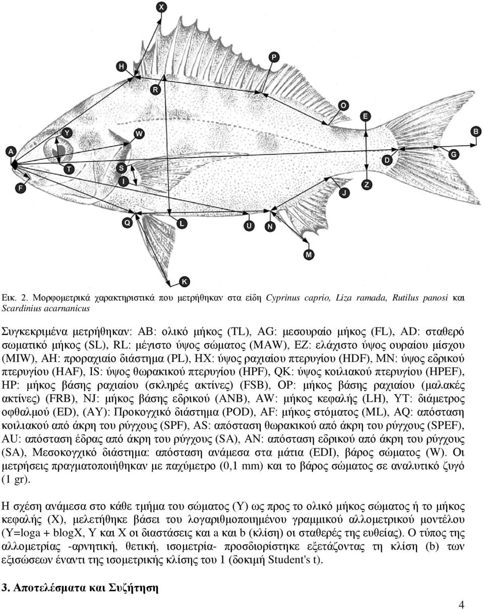AD: σταθερό σωματικό μήκος (SL), RL: μέγιστο ύψος σώματος (MAW), ΕΖ: ελάχιστο ύψος ουραίου μίσχου (MIW), ΑΗ: προραχιαίο διάστημα (PL), ΗΧ: ύψος ραχιαίου πτερυγίου (HDF), ΜΝ: ύψος εδρικού πτερυγίου