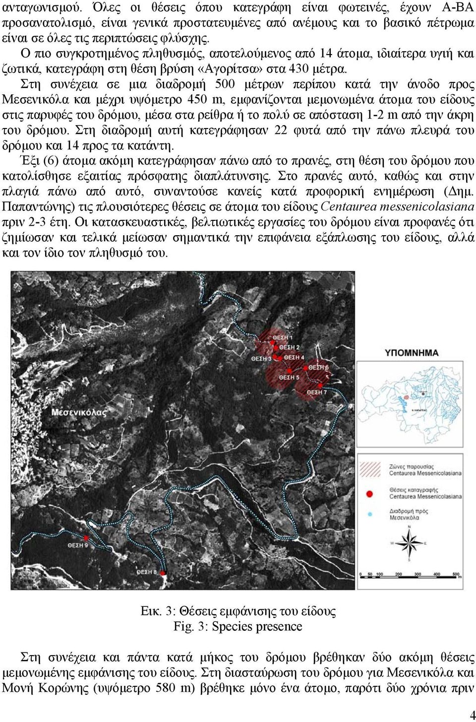 Στη συνέχεια σε µια διαδροµή 500 µέτρων περίπου κατά την άνοδο προς Μεσενικόλα και µέχρι υψόµετρο 450 m, εµφανίζονται µεµονωµένα άτοµα του είδους στις παρυφές του δρόµου, µέσα στα ρείθρα ή το πολύ σε