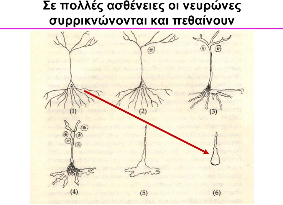 νευρώνες