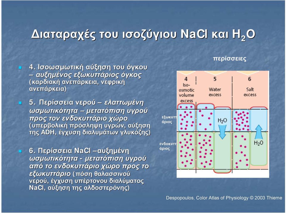 Περίσσεια νερού ελαττωμένη ωσμωτικότητα μετατόπιση υγρού προς τον ενδοκυττάριο χώρο (υπερβολική πρόσληψη υγρών, αύξηση της ADH, έγχυση