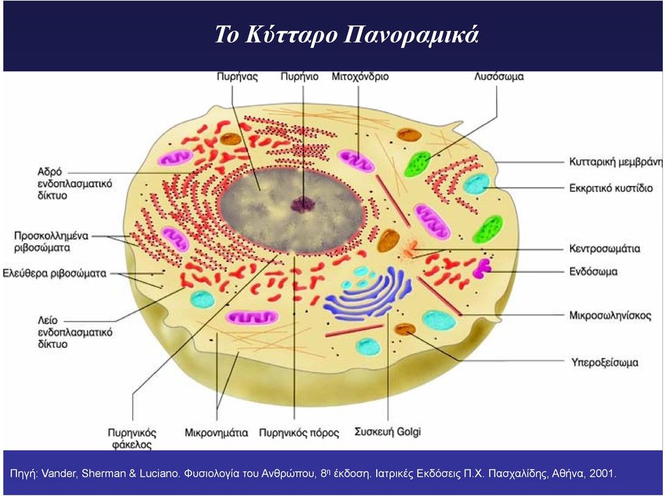 Φυσιολογία του Ανθρώπου, 8 η