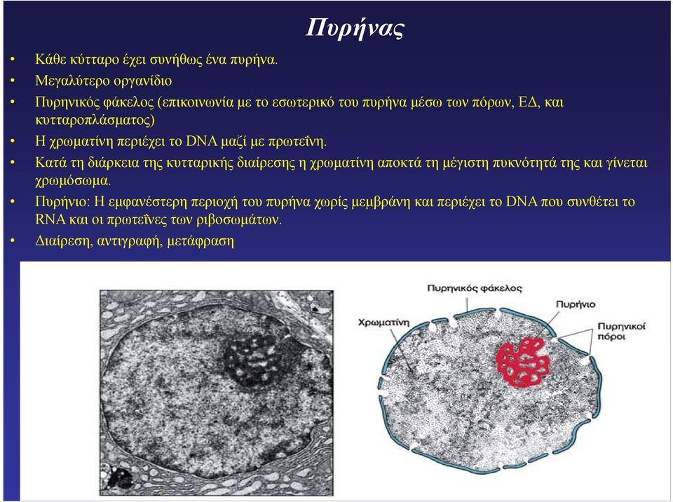 κυτταροπλάσματος) Η χρωματίνη περιέχει το DNA μαζί με πρωτεΐνη.