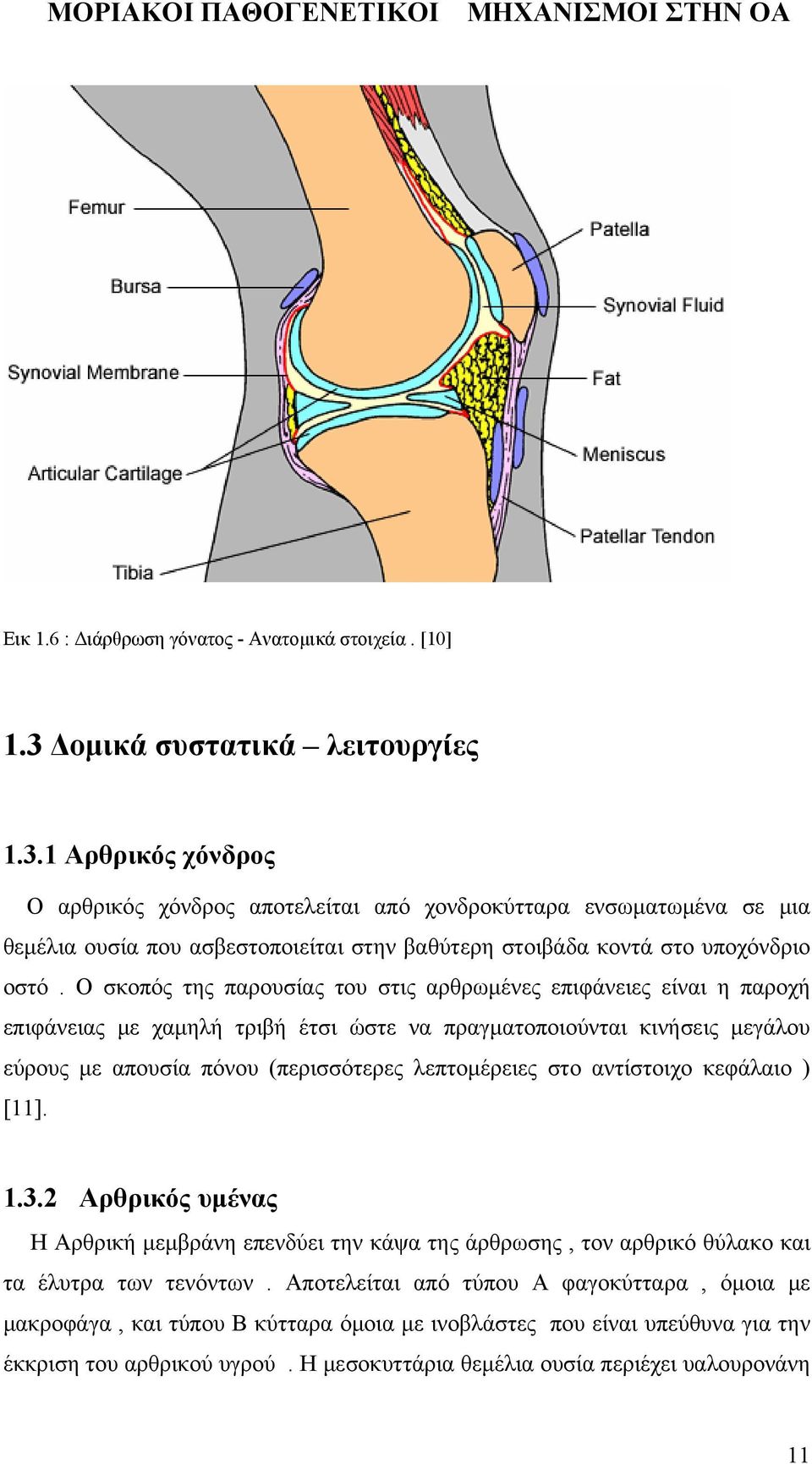 1 Αρθρικός χόνδρος Ο αρθρικός χόνδρος αποτελείται από χονδροκύτταρα ενσωματωμένα σε μια θεμέλια ουσία που ασβεστοποιείται στην βαθύτερη στοιβάδα κοντά στο υποχόνδριο οστό.