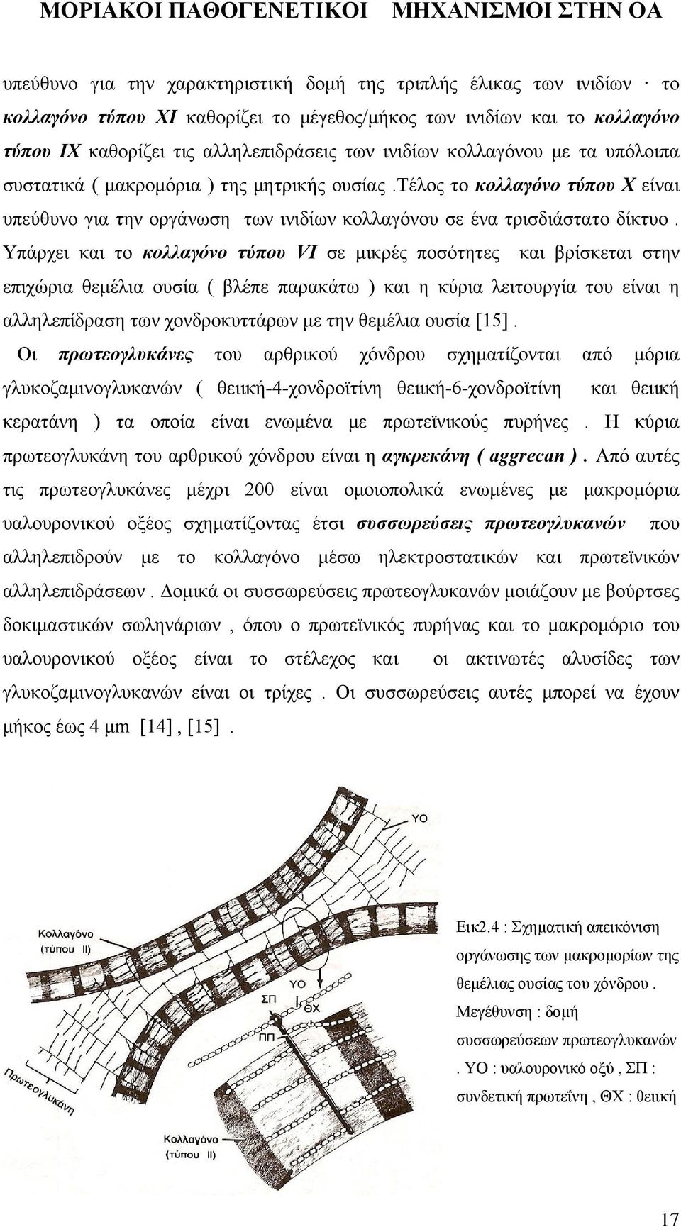 Υπάρχει και το κολλαγόνο τύπου VI σε μικρές ποσότητες και βρίσκεται στην επιχώρια θεμέλια ουσία ( βλέπε παρακάτω ) και η κύρια λειτουργία του είναι η αλληλεπίδραση των χονδροκυττάρων με την θεμέλια