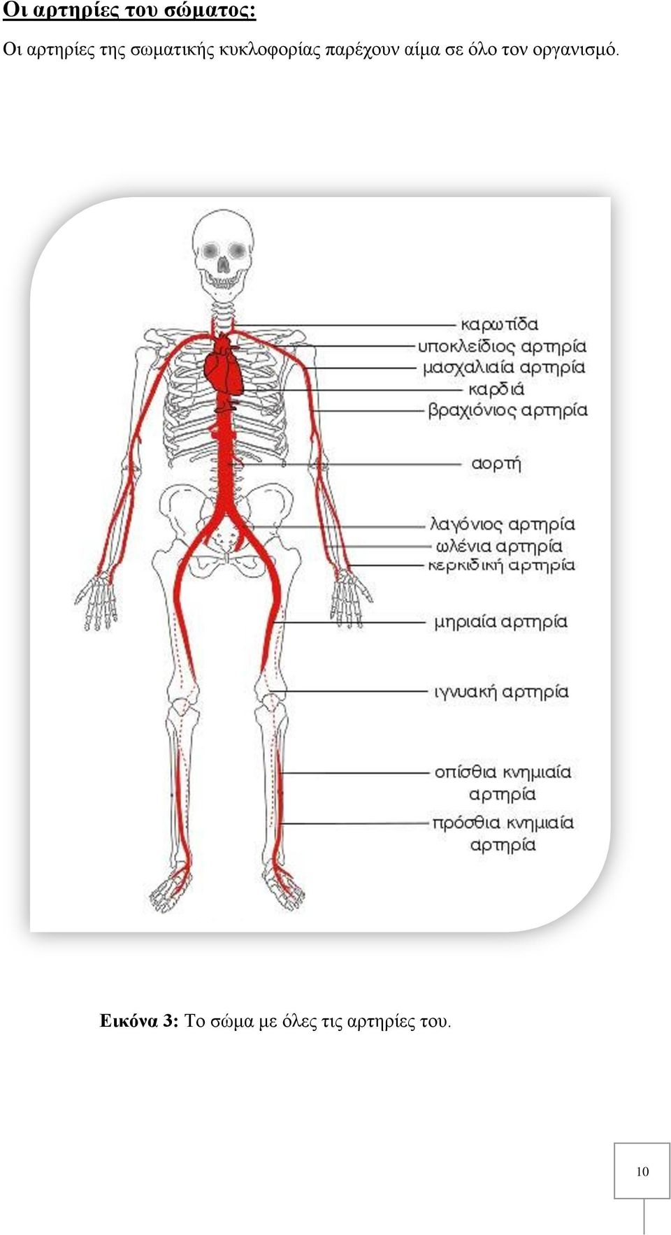 αίμα σε όλο τον οργανισμό.