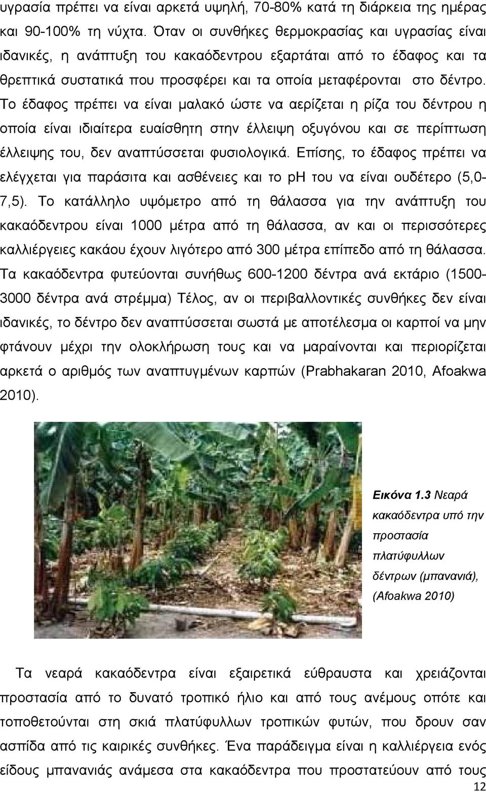 Το έδαφος πρέπει να είναι µαλακό ώστε να αερίζεται η ρίζα του δέντρου η οποία είναι ιδιαίτερα ευαίσθητη στην έλλειψη οξυγόνου και σε περίπτωση έλλειψης του, δεν αναπτύσσεται φυσιολογικά.