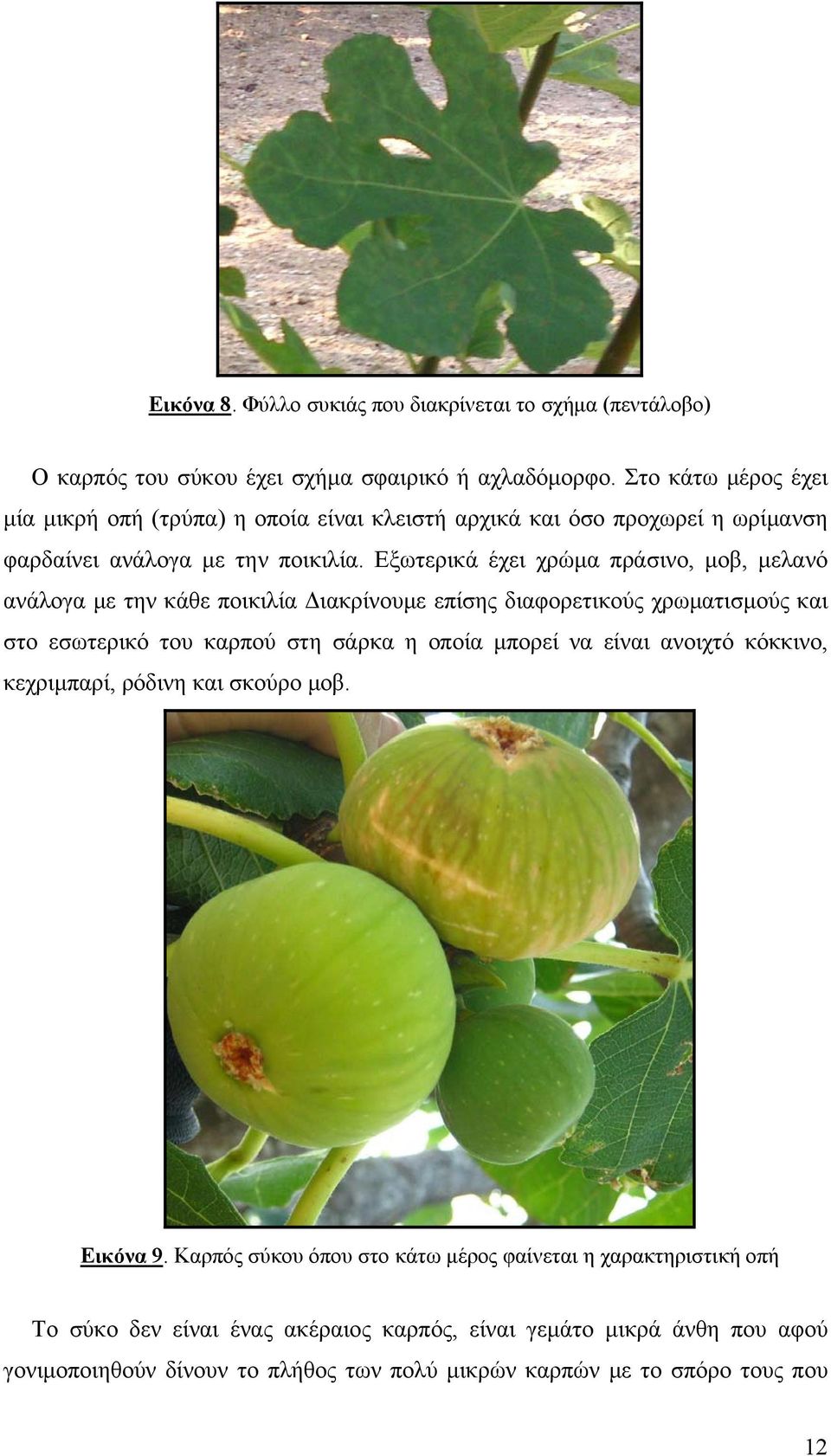Εξωτερικά έχει χρώμα πράσινο, μοβ, μελανό ανάλογα με την κάθε ποικιλία Διακρίνουμε επίσης διαφορετικούς χρωματισμούς και στο εσωτερικό του καρπού στη σάρκα η οποία μπορεί να
