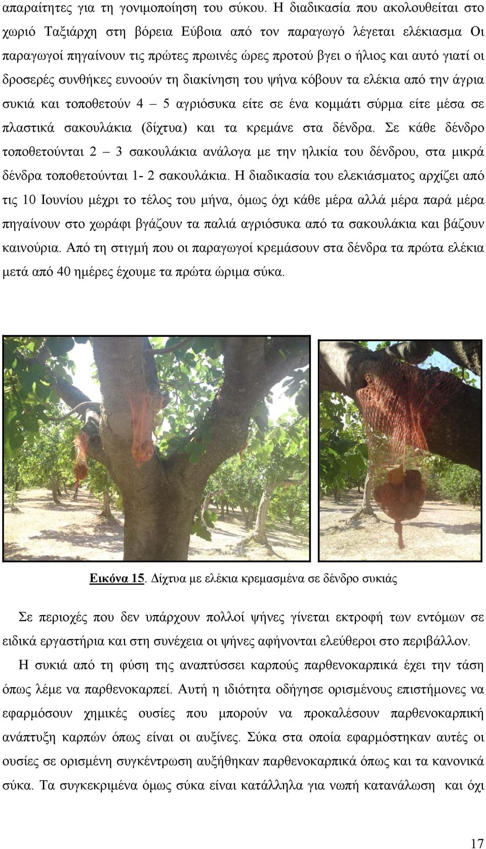 συνθήκες ευνοούν τη διακίνηση του ψήνα κόβουν τα ελέκια από την άγρια συκιά και τοποθετούν 4 5 αγριόσυκα είτε σε ένα κομμάτι σύρμα είτε μέσα σε πλαστικά σακουλάκια (δίχτυα) και τα κρεμάνε στα δένδρα.