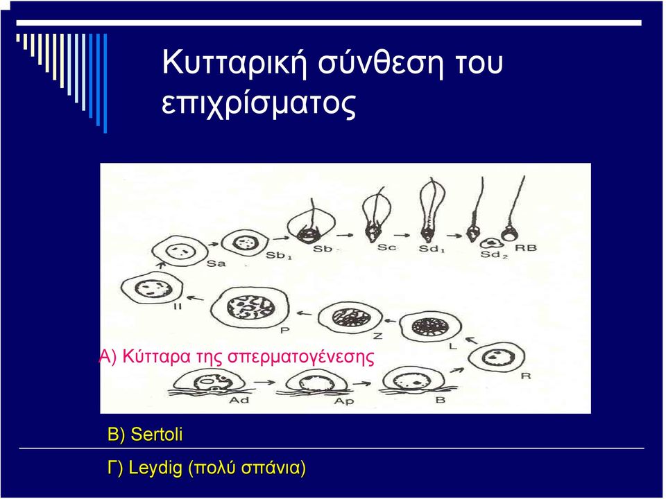 της σπερματογένεσης Β)