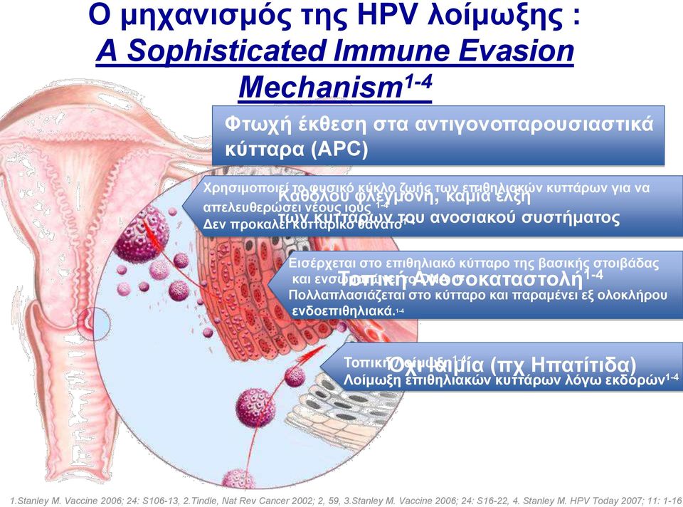 στοιβάδας και ενσωματώνει Τοπική το Ανοσοκαταστολή DNA. 1-4 1-4 Πολλαπλασιάζεται στο κύτταρο και παραμένει εξ ολοκλήρου ενδοεπιθηλιακά.