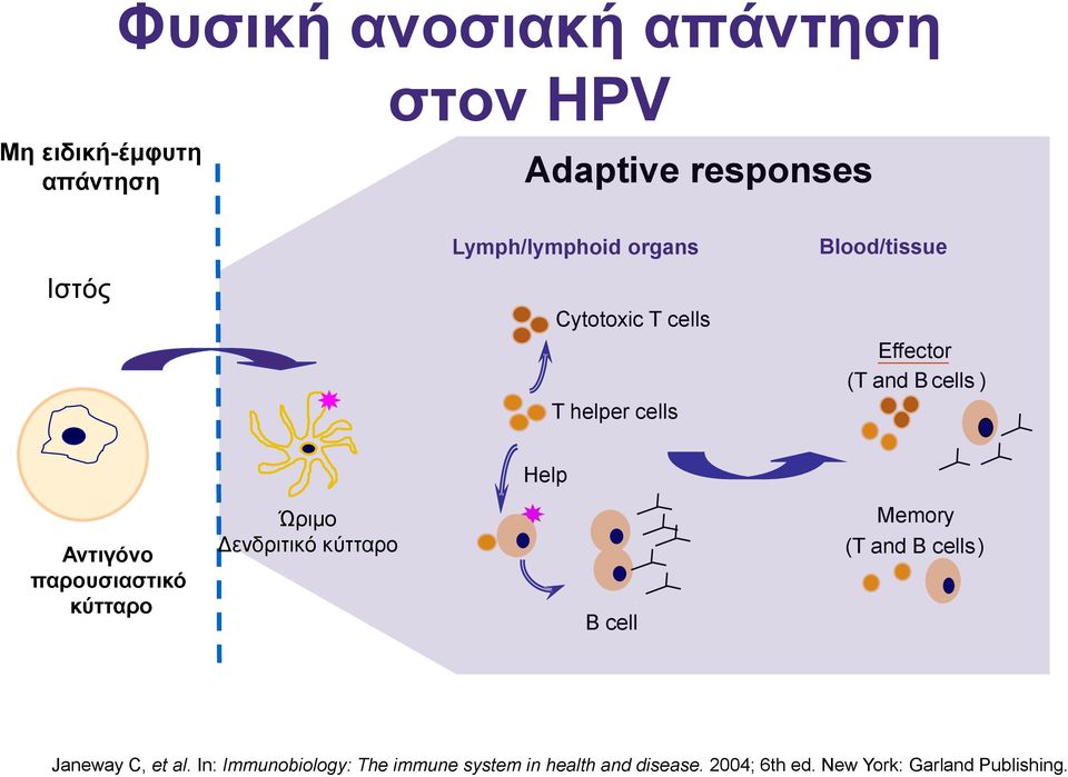 Αντιγόνο παρουσιαστικό κύτταρο Ώριμο Δενδριτικό κύτταρο B cell Memory (T and B cells ) Janeway C,
