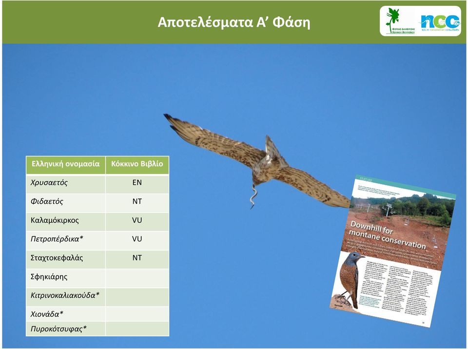 Καλαμόκιρκος VU Πετροπέρδικα* VU