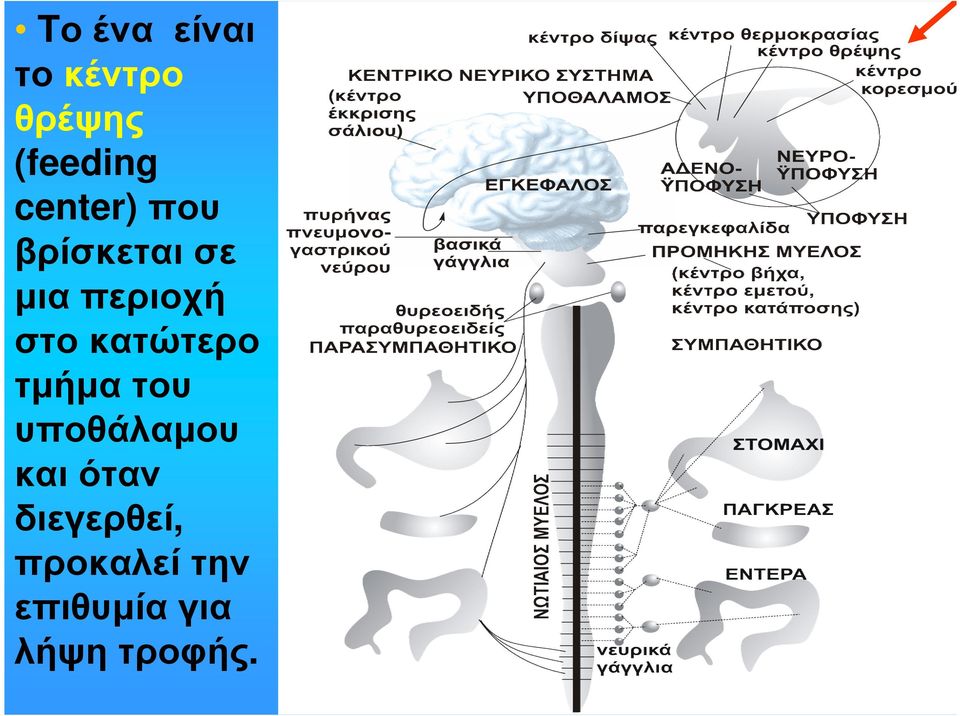 κατώτερο τµήµα του υποθάλαµου και όταν