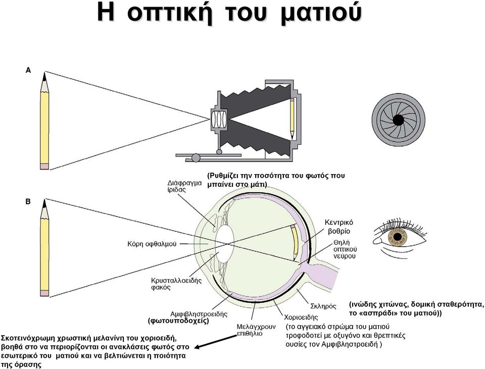 στο εσωτερικό του ματιού και να βελτιώνεται η ποιότητα της όρασης (το αγγειακό στρώμα του ματιού